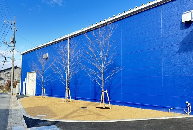 20260313新6工場　桜