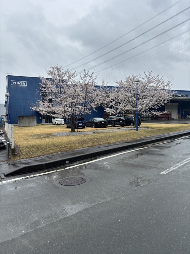 20260325新城工場　桜